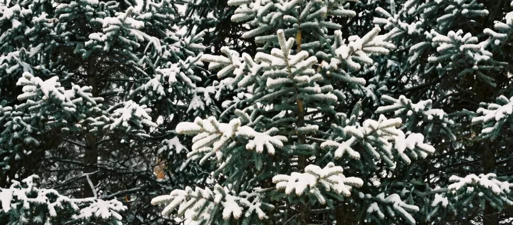 O primeiro inverno no Canadá e o impacto no cotidiano solo