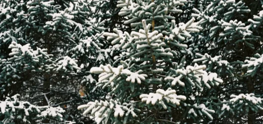 O primeiro inverno no Canadá e o impacto no cotidiano solo